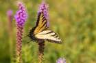 Eastern tiger swallowtail on prairie blazing star, Rock Cave Nature Preserve, Illinois. Art Print